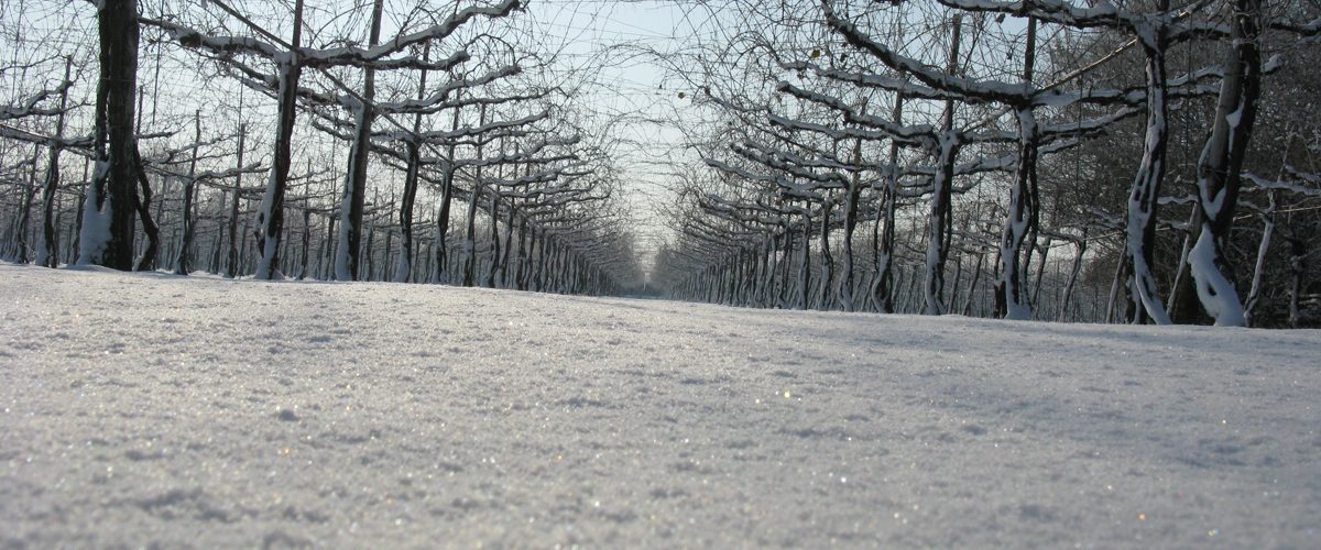 Vigneto bellussera innevato